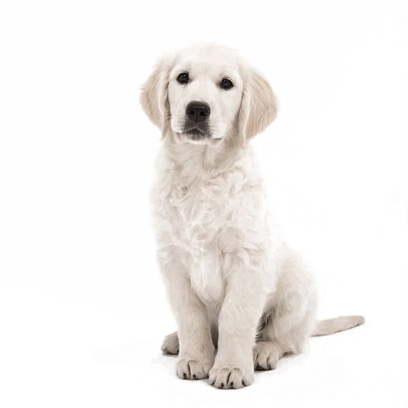 Bienvenido a marina dog tenerife 1