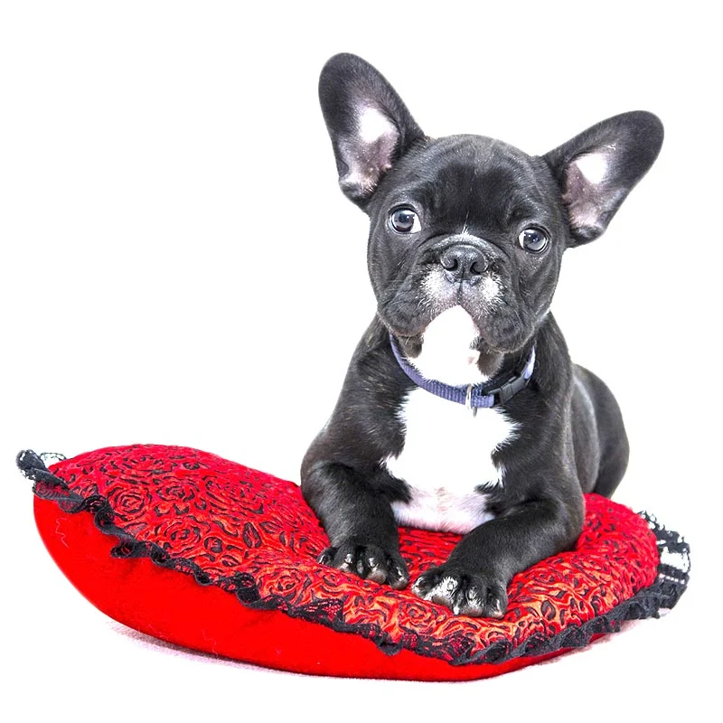 Bienvenido a marina dog tenerife 4