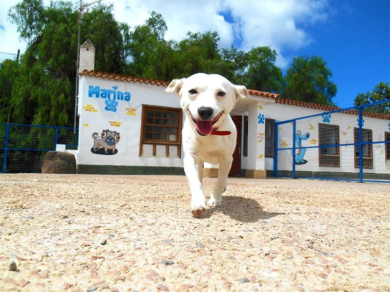Hotel perros tenerife marina dog