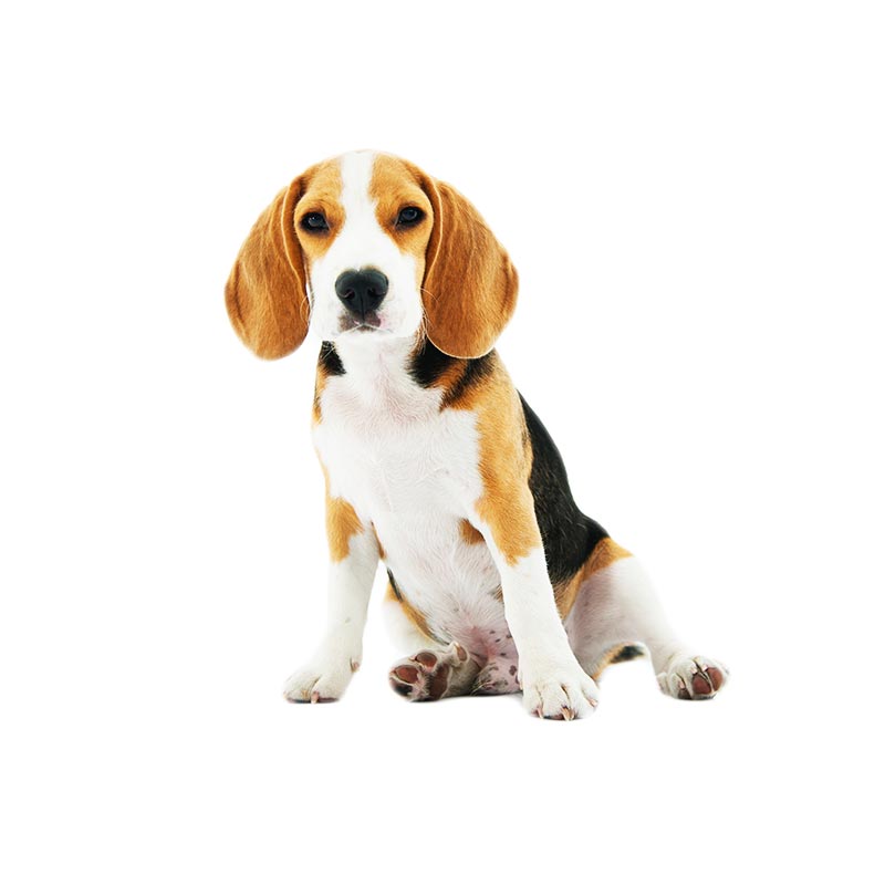 transporte marina dog tenerife