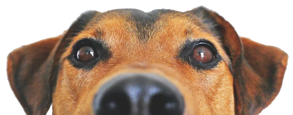 reservas marina dog tenerife
